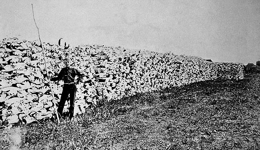 Hundreds of thousands of tons of bison bones (photo from 1890) lay in long piles, awaiting use in refining sugar, producing porcelain, and as fertilizer.