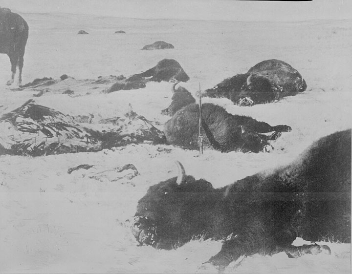 Was hunting truly the main cause of the near‑extinction of the American bison? Some put it in doubt.