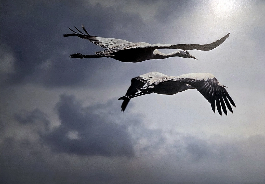 Pieces on Display. We have on this land which makes life worth living. Open to the public on September 10, 2025, at OMBRÉ Gallery, 1429 Vine Street, Cincinnati, OH.