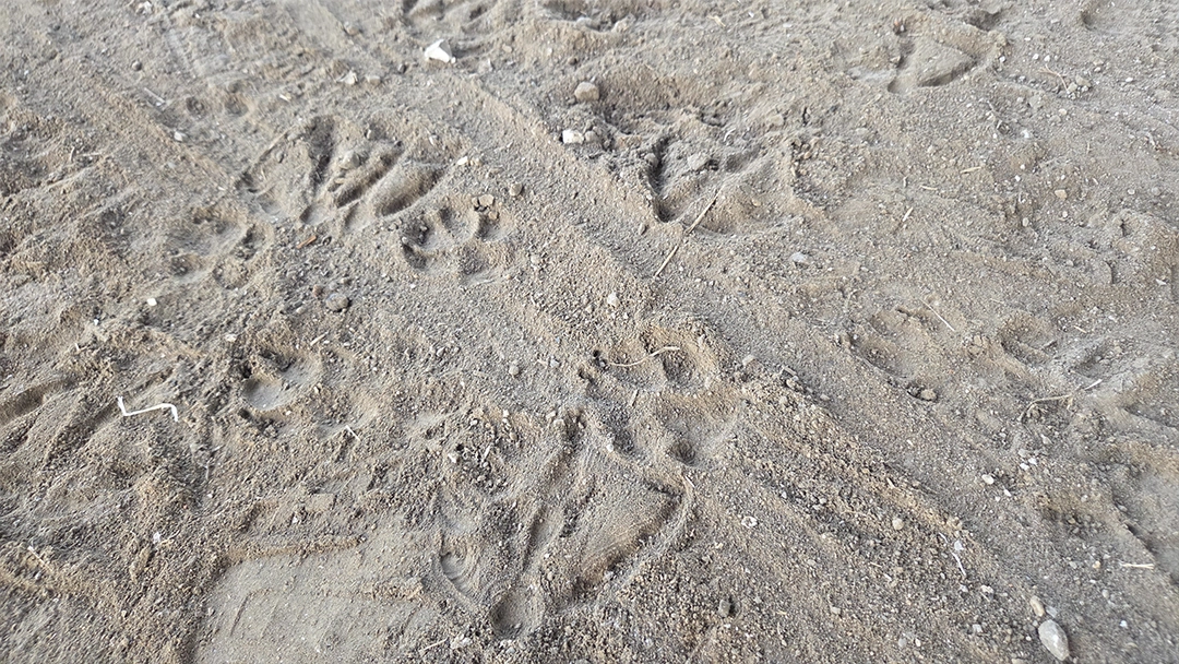 Withered Flowers by the River