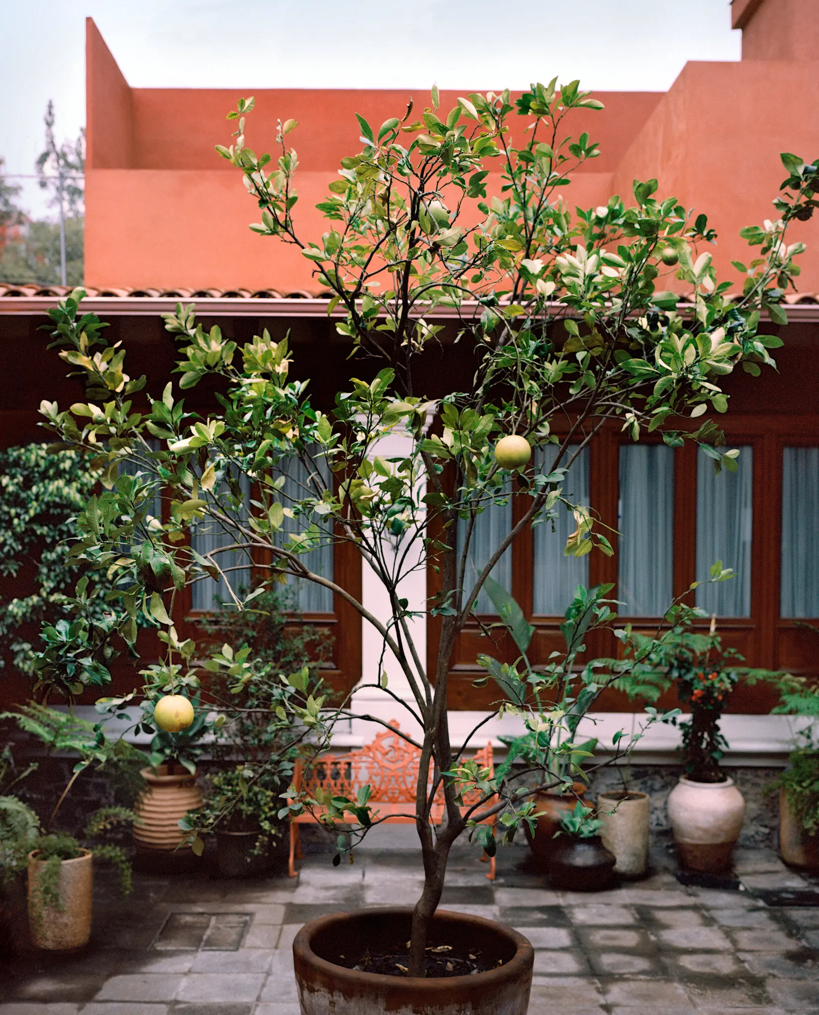 At the Casa Kahlo Museum in Mexico City, also known as the Red House, Frida’s descendants seek to promote an image of the artist beyond her identity in relation to Diego Rivera.