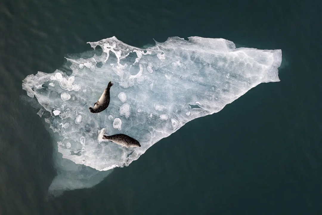 Above the Ice by Fabien Guittard, France. Chairman's Choice Award. These two seals are lounging peacefully on a drifting slab of ice in the Jokulsarlon glacial lagoon in southern Iceland.