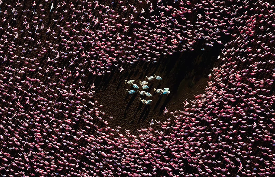 Flamingos and Pelicans by David Swindler, United States. IAPOTY Third Place.