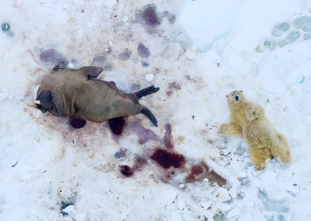 Relax after the Meal by Pål Hermansen, Norway. Top 101. Polar bear on Svalbard after eating on a walrus carcass. Thanks to the drone with a telephoto lens, this rare scene could be captured without any disturbance.