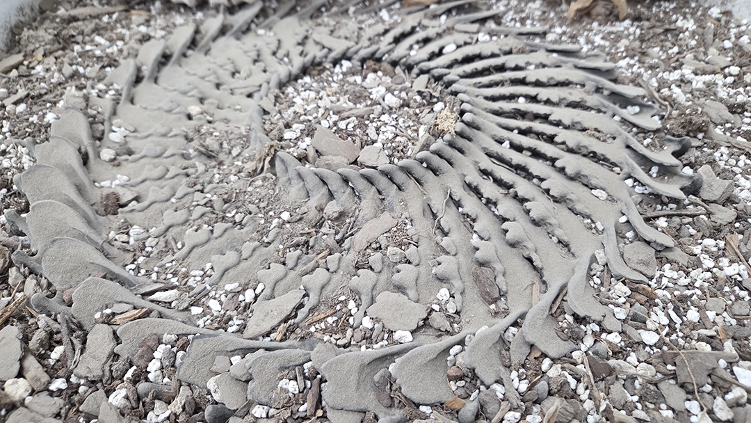 Remains, Trace, and Living Matter in the Poetics of Aaron Kent