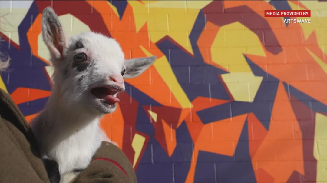 A goat from the opening event stands before Pineapple on Pizza, reinforcing the accessible and playful dimension of the presentation. Courtesy of ArtsWave.