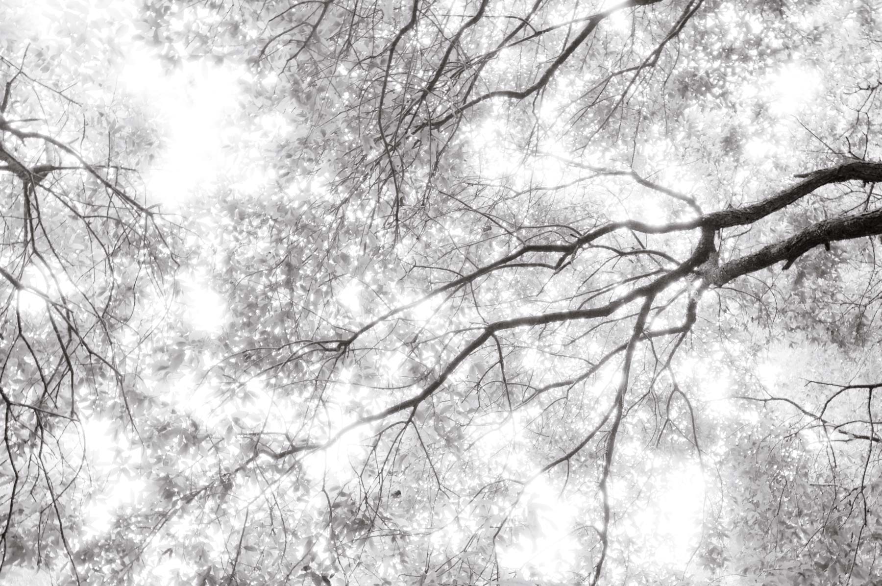Kent Krugh, Angel Oak No. 16, 2008, black-and-white photograph.