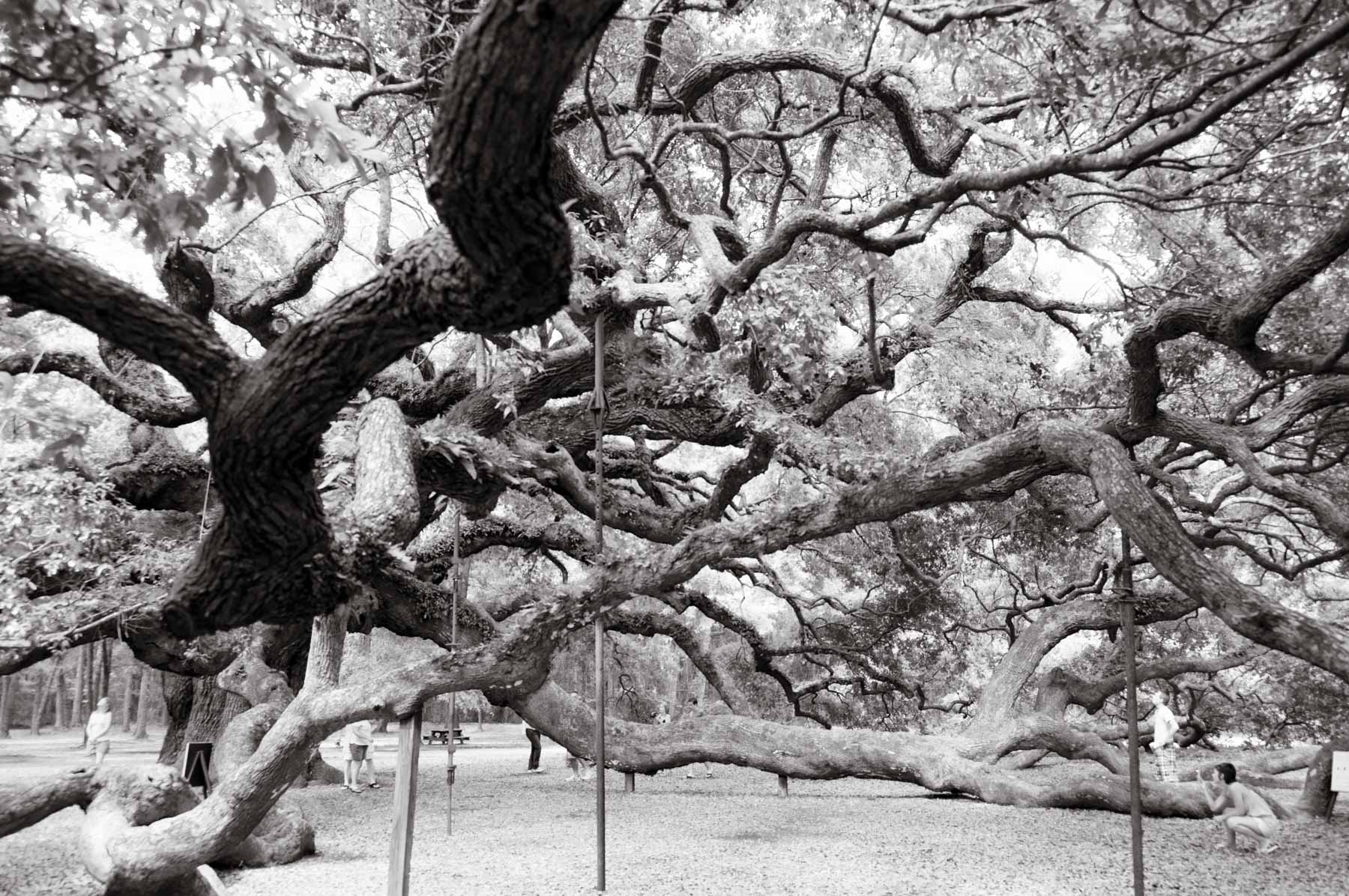 Kent Krugh, Angel Oak No. 27, 2008, black-and-white photograph.