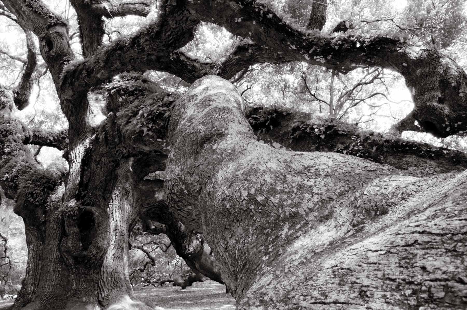 Kent Krugh, Angel Oak No. 28, 2008, black-and-white photograph.
