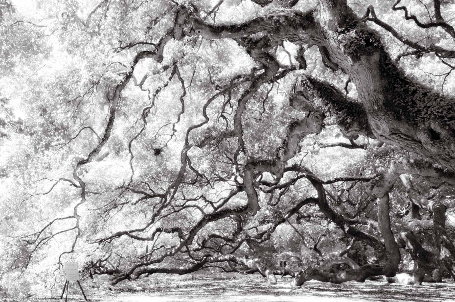 Kent Krugh, Angel Oak No. 20, 2008, black-and-white photograph.