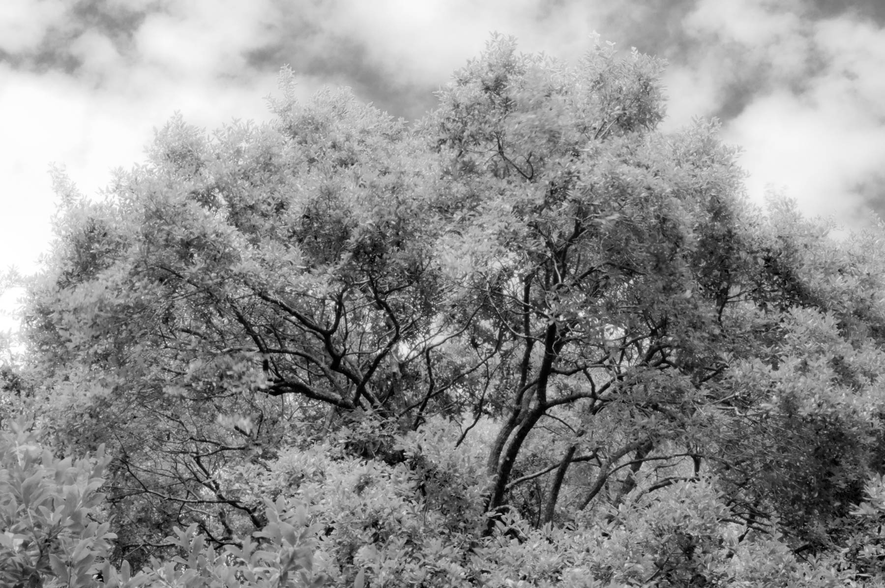 Kent Krugh, Angel Oak No. 17, 2008, black-and-white photograph.
