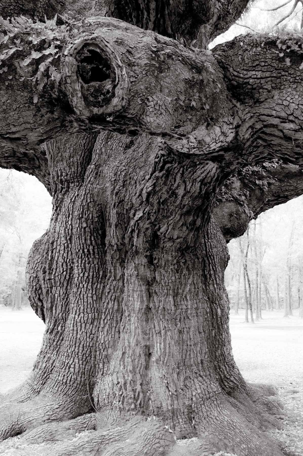  Kent Krugh, Angel Oak No. 13, 2008, black-and-white photograph.