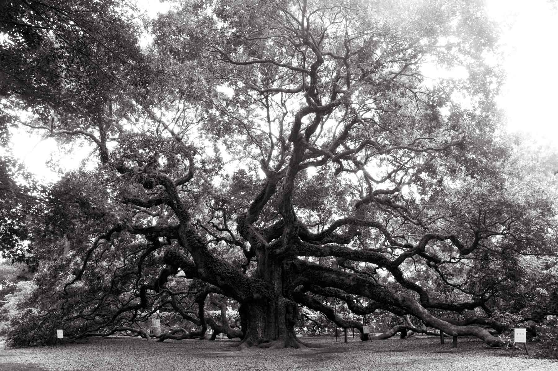 Kent Krugh, Angel Oak No. 22, 2008, black-and-white photograph.