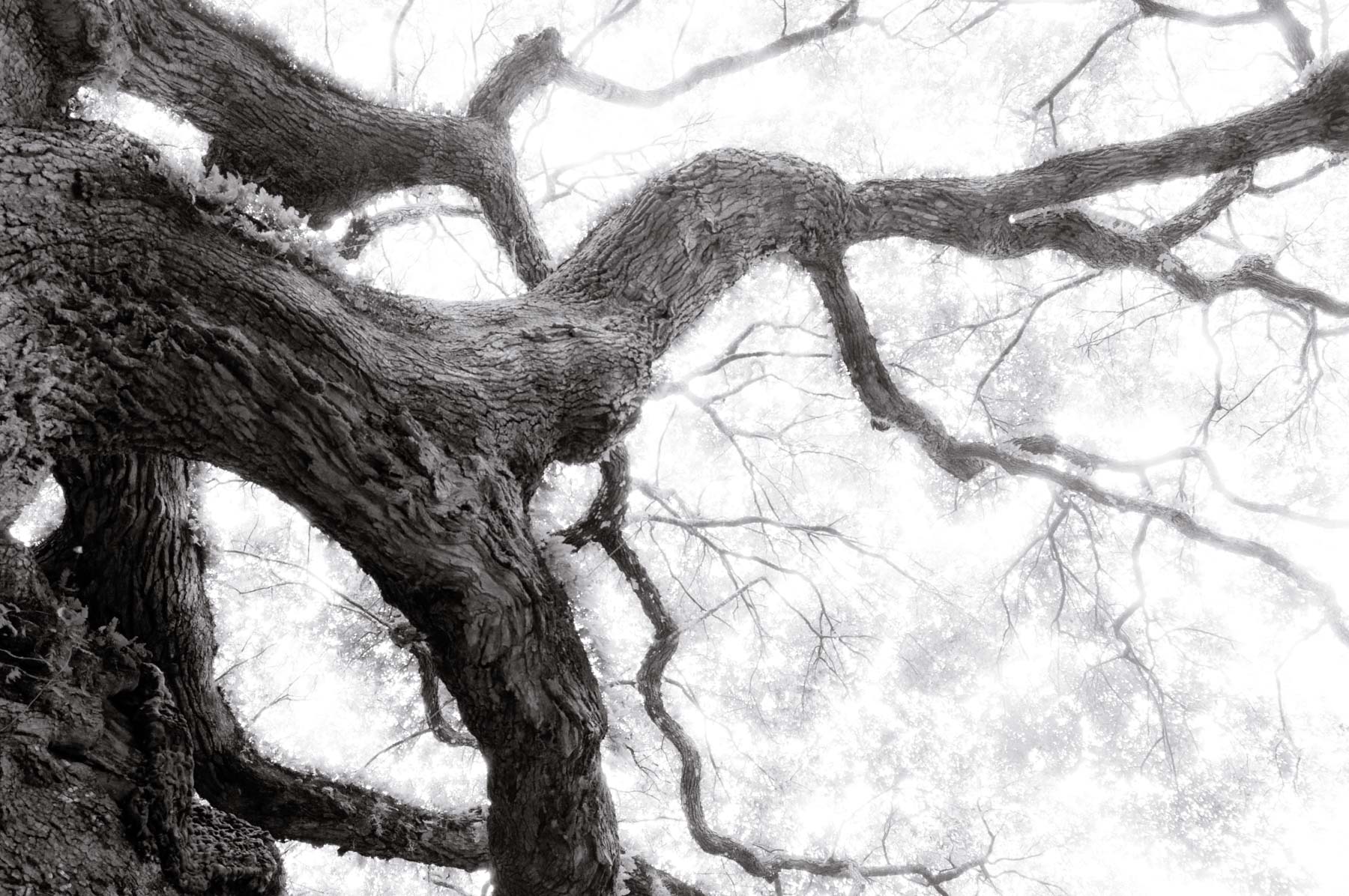 Kent Krugh, Angel Oak No. 26, 2008, black-and-white photograph.