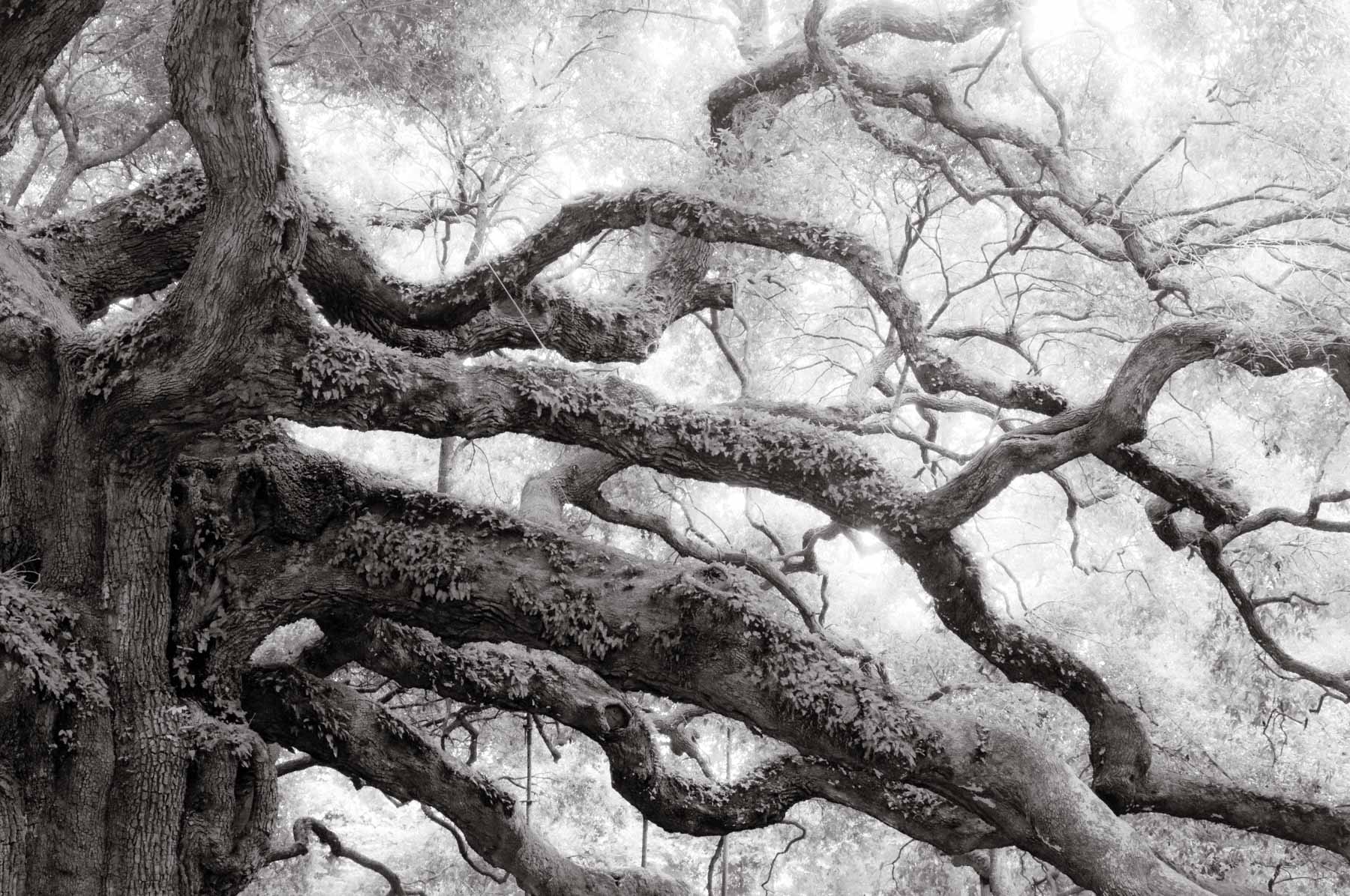 Kent Krugh, Angel Oak No. 3, 2008, black-and-white photograph.
