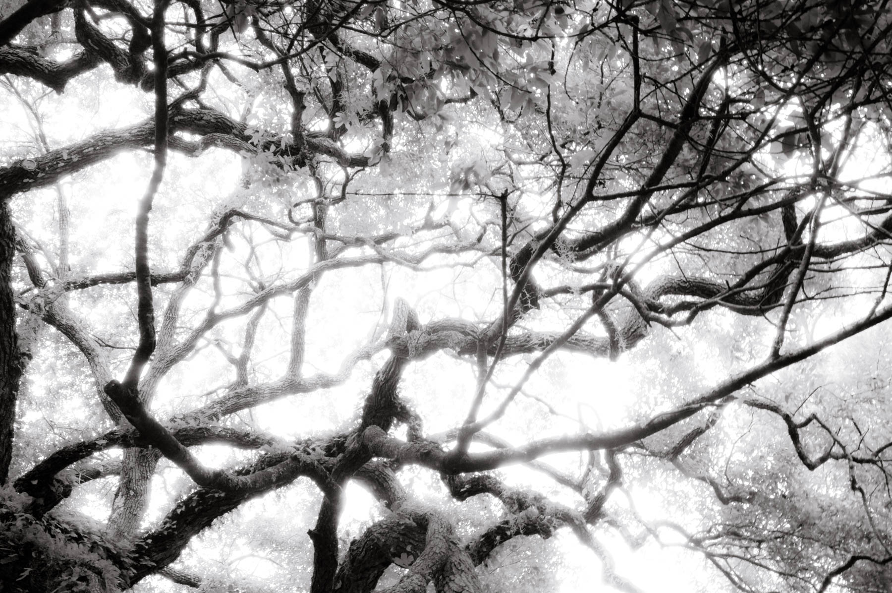 Kent Krugh, Angel Oak No. 18, 2008, black-and-white photograph.