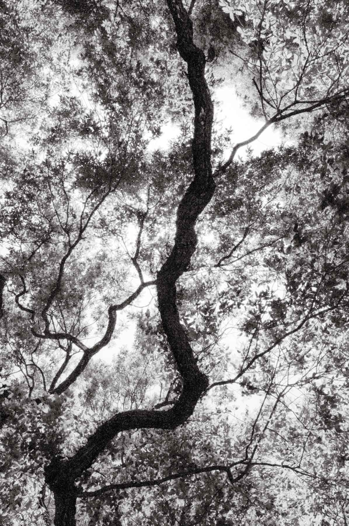 Kent Krugh, Angel Oak No. 14, 2008, black-and-white photograph.