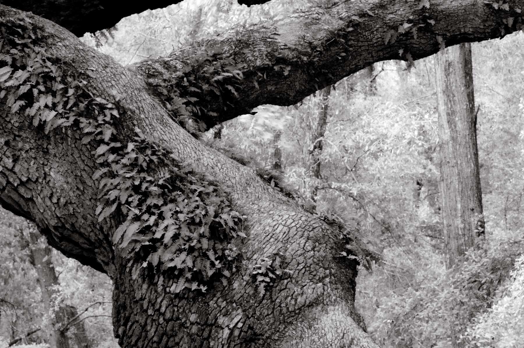 Kent Krugh, Angel Oak No. 8, 2008, black-and-white photograph.