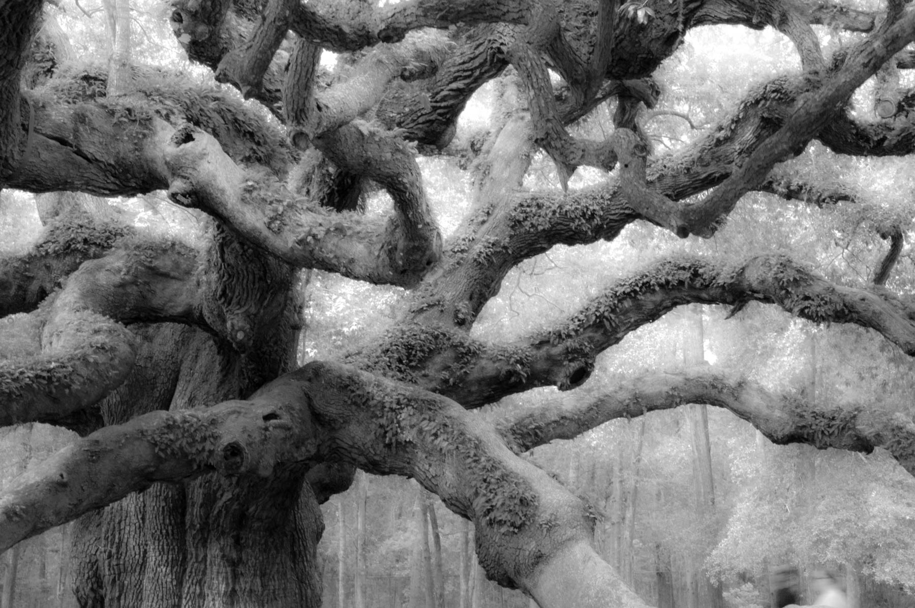 Kent Krugh, Angel Oak No. 7, 2008, black-and-white photograph.