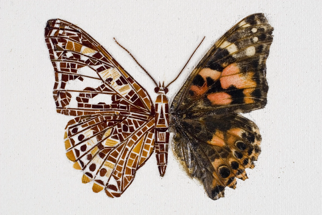 Prosthesis, 2006 Cockroach wing fragments, cockroach antennae, butterfly wing on canvas | 16 x 20 in