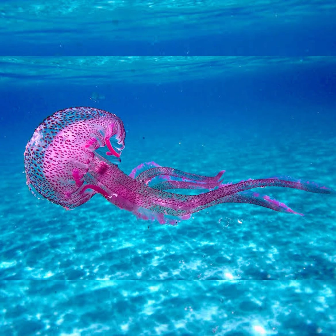 Pelagia noctiluca drifting beneath the surface in the waters off Elba Island, Italy. Photograph by Paolo Barelli.