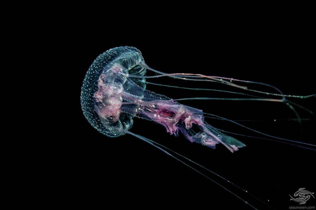 Pelagia noctiluca drifting through the waters off Dar es Salaam, Tanzania. Photograph by Alan Sutton.