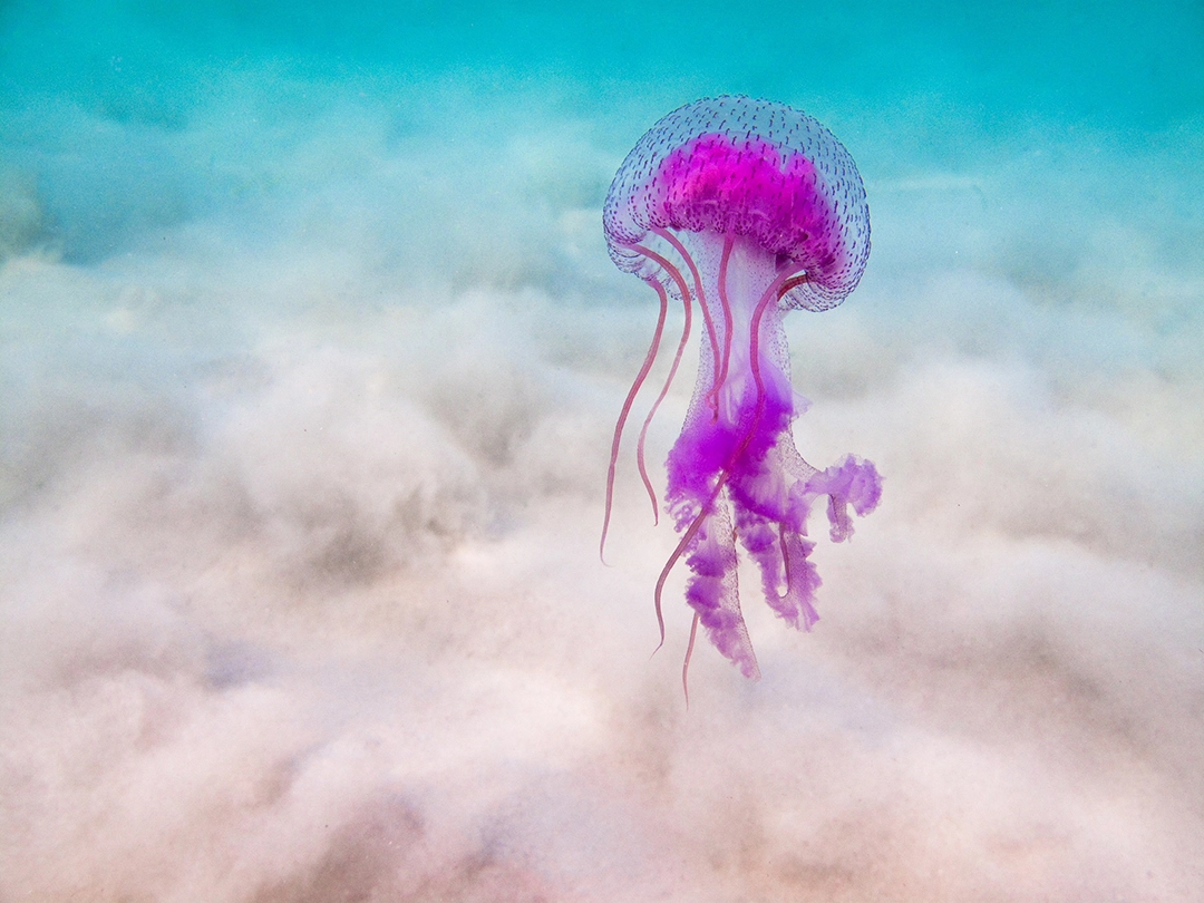Pelagia noctiluca suspended above the seabed in the Bronte-Coogee Aquatic Reserve, Sydney, Australia, 2009. Photograph by Emma Birdsey.