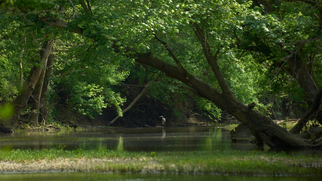 John Nation, The Strand, Floyds Fork, 2012.