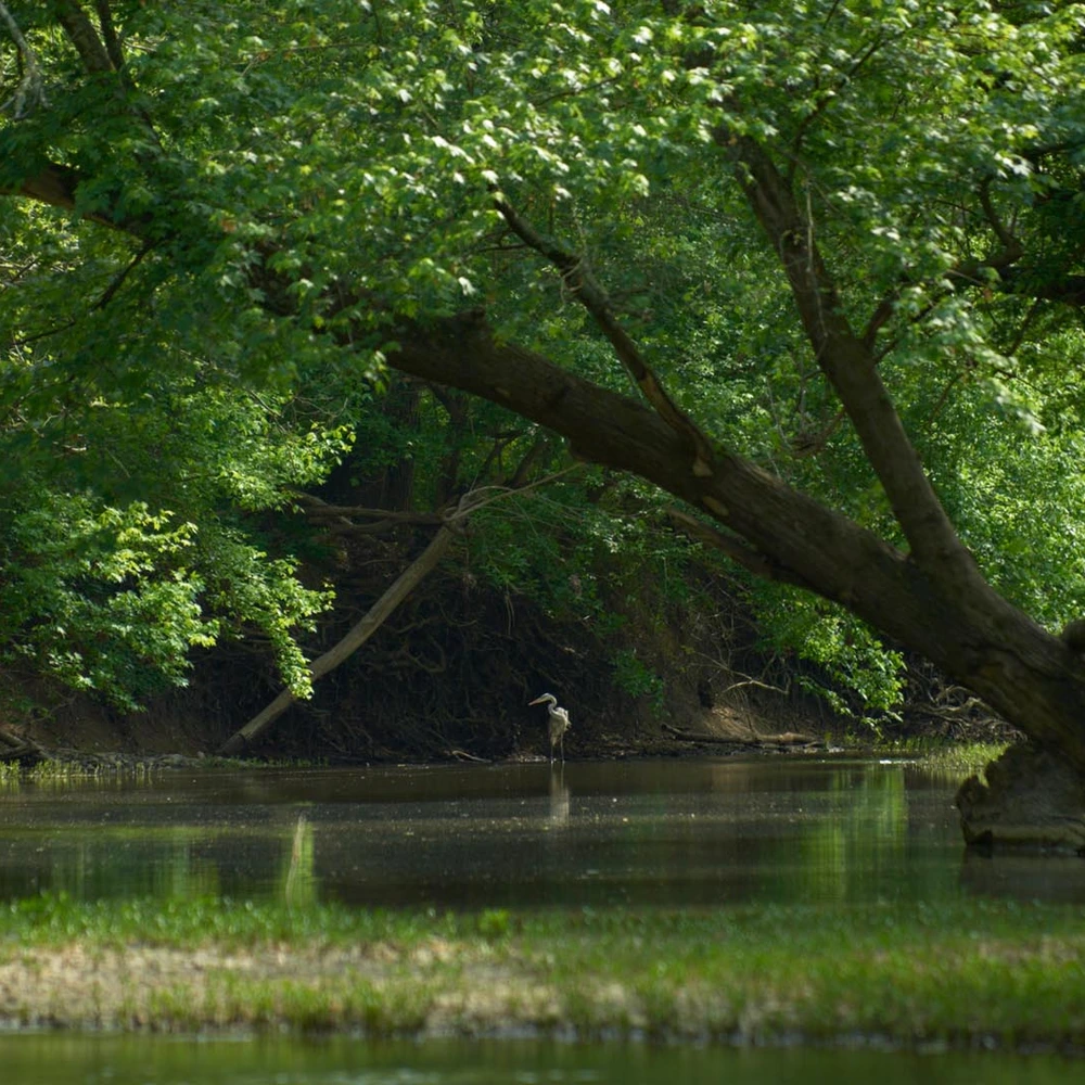 John Nation, The Strand, Floyds Fork, 2012.