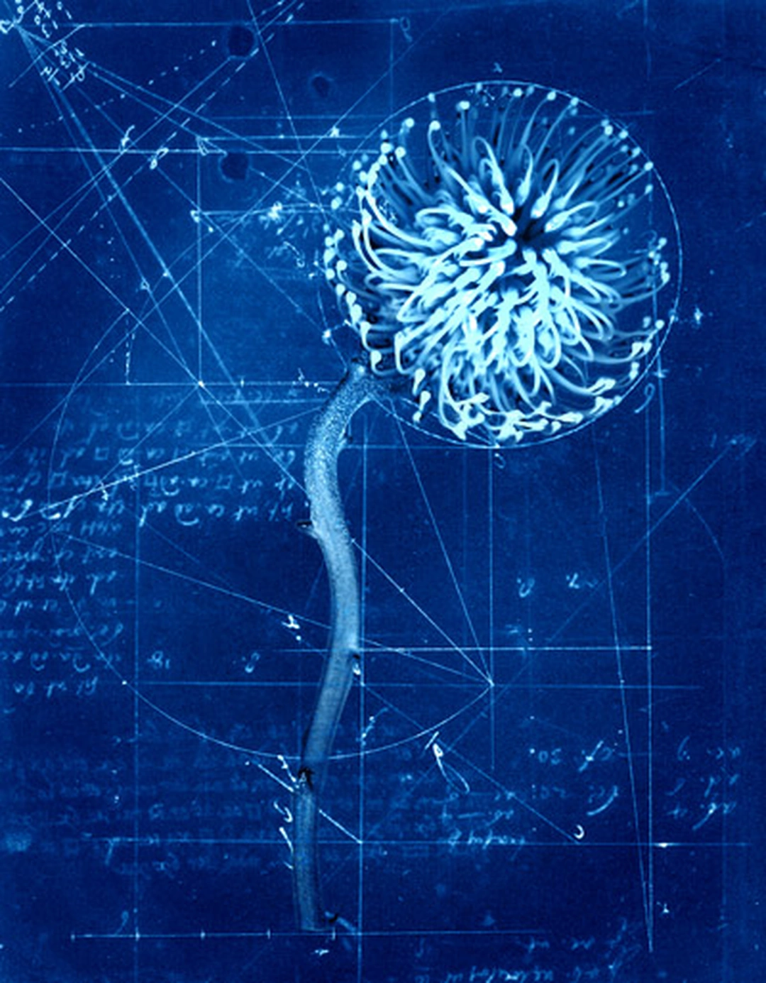 Marguerite French, "Blueprint for Protea type," inkjet print, 2011.