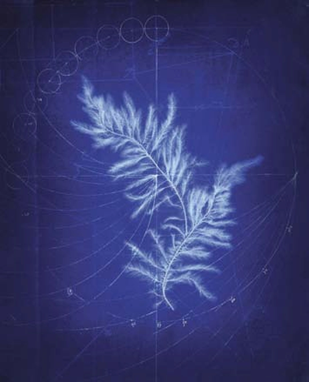 Marguerite French, "Blueprint for Polysiphon type," inkjet print, 2011.