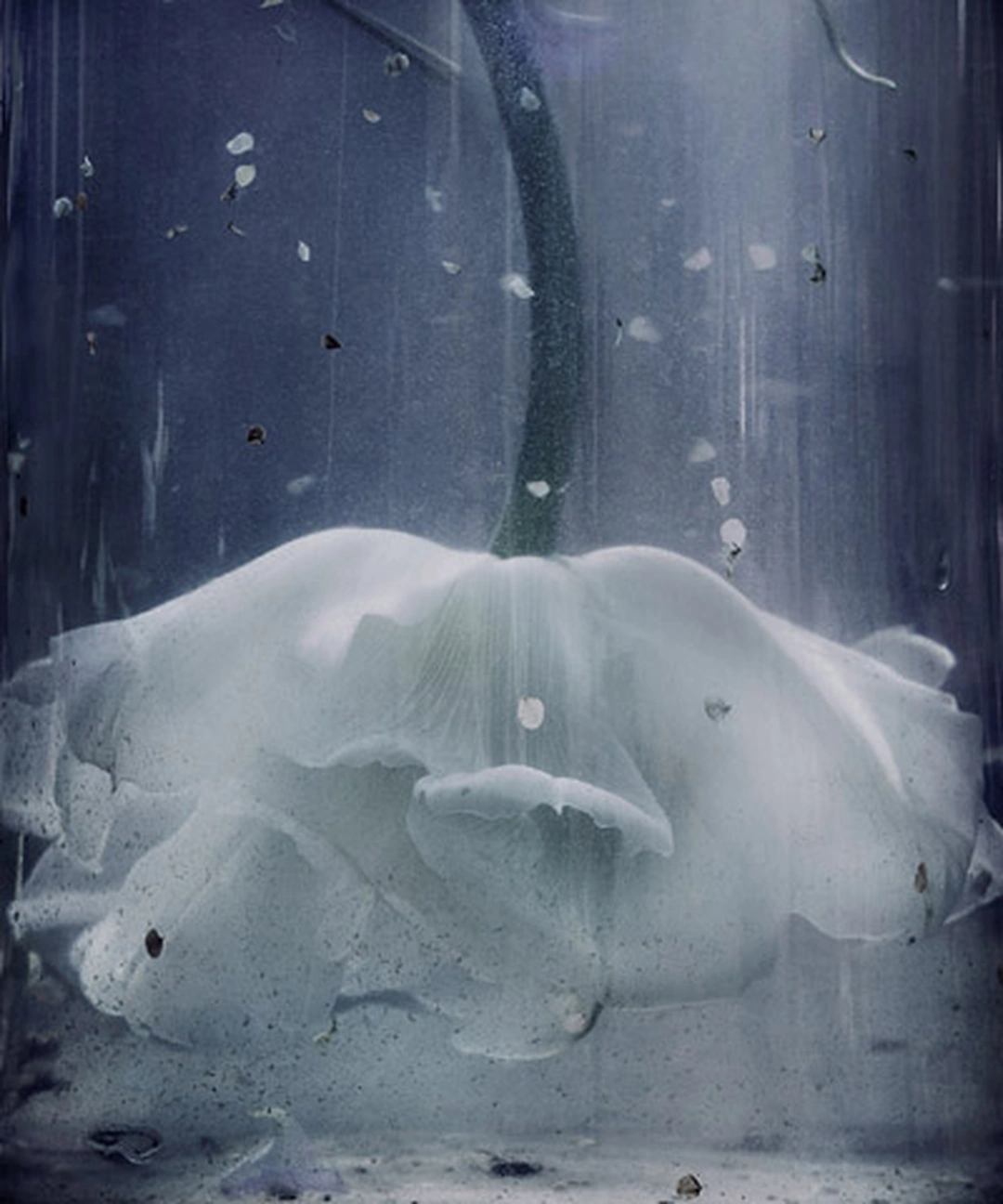 John Grant, "Visitation," photography, 2012.