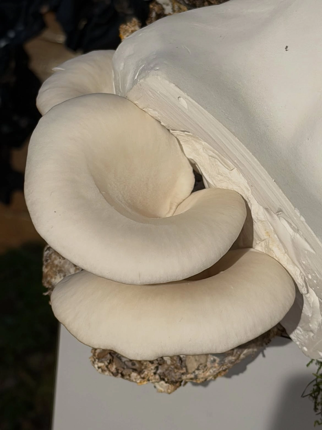 Mushrooms: the original Forbidden Fruit. Living mycelium sculpture by Kirsten Tingle