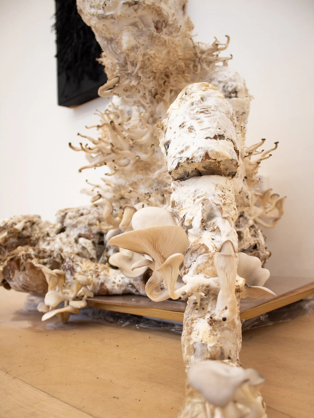 Kirsten Tingle, living mycelium sculpture, installation view, Forbidden Fruit, Fugue Gallery, New York, 2026.