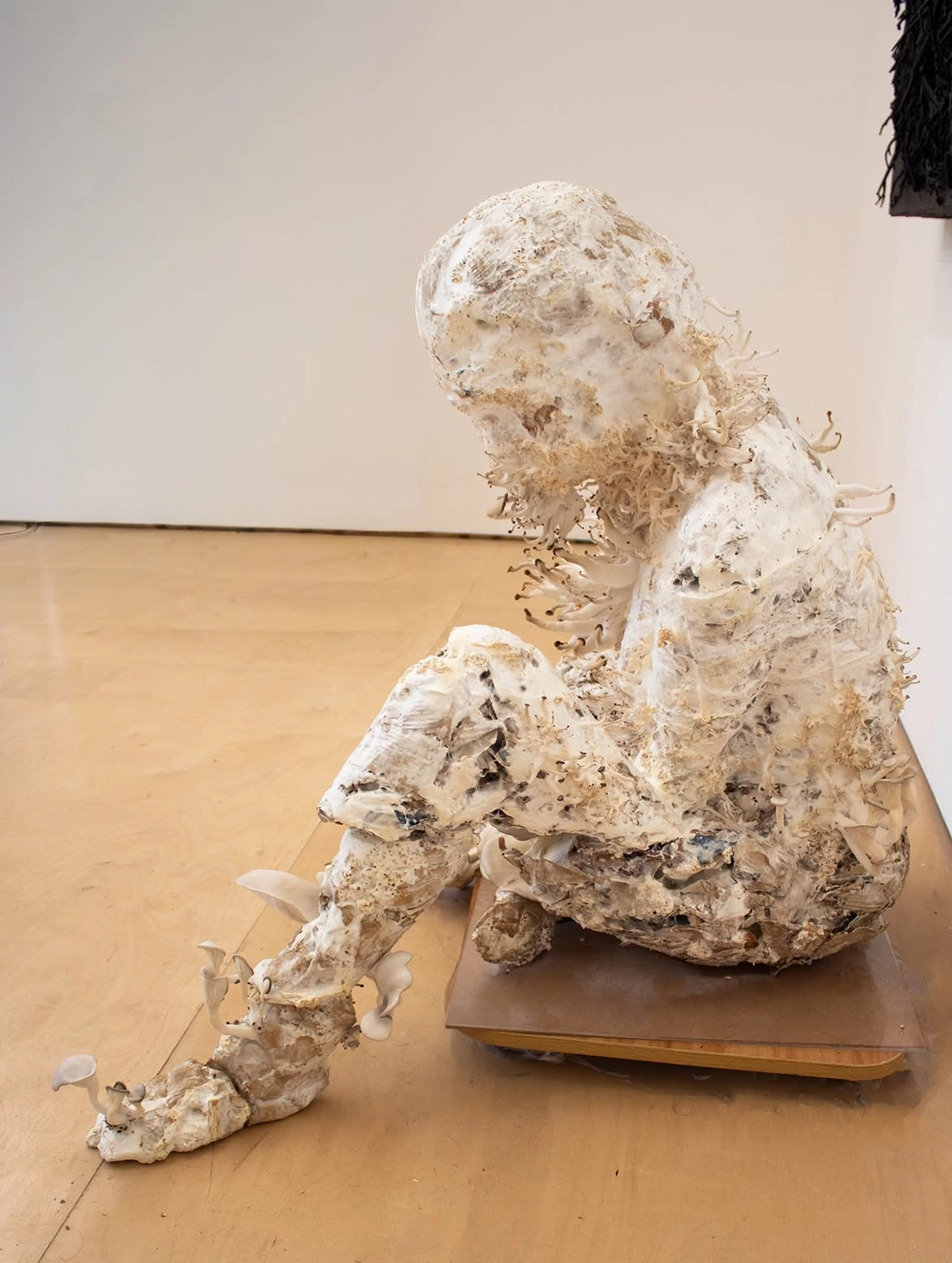 Kirsten Tingle, living mycelium sculpture, installation view, Forbidden Fruit, Fugue Gallery, New York, 2026.