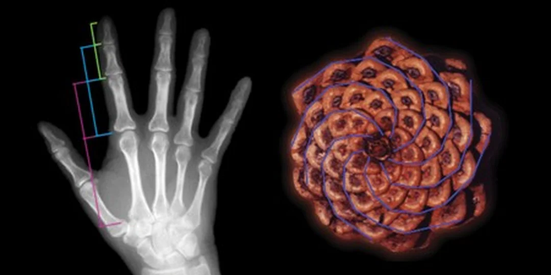 Phi Relationships in Nature