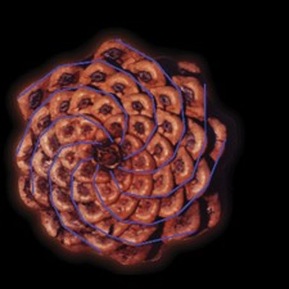 Phi Relationships in Nature