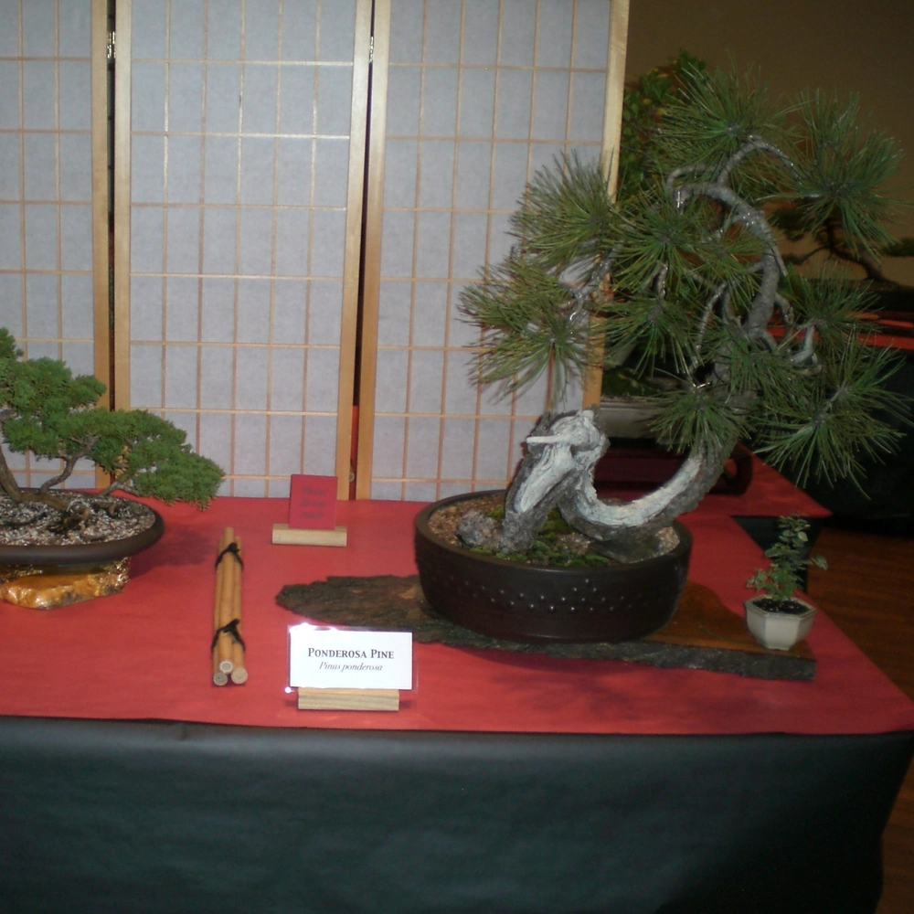 Bonsai trees on a display table with red cloth and species labels, at a Bonsai Society of Greater Cincinnati show at the Taft Museum of Art.