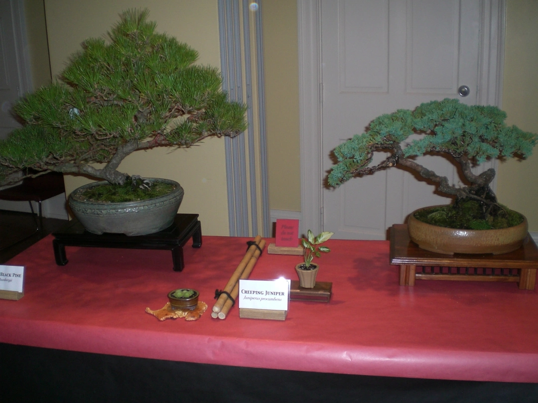 Bonsai trees on a display table with red cloth and species labels, at a Bonsai Society of Greater Cincinnati show at the Taft Museum of Art.