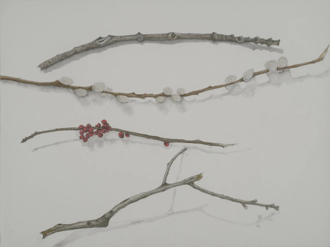 Four bare twigs drawn on a pale gray ground, one with pussy-willow buds and one with red berries.