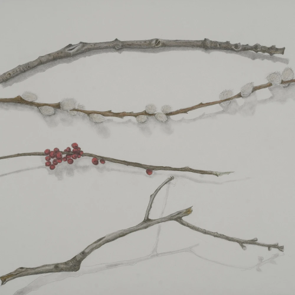 Detail of drawn twigs with pussy-willow buds and red berries on a pale gray ground.
