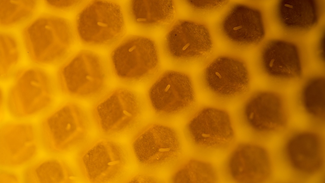 Honeycomb cells in a natural wax comb showing the hexagonal geometry of bee architecture. Photograph by prilfish, licensed CC BY 2.0, via Wikimedia Commons. (Related image located during this archive’s reconstruction.)