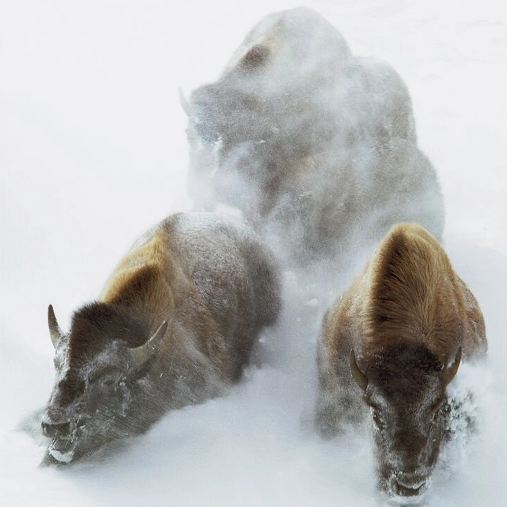 Three bison advance through blowing snow, with two brown animals in front and a snow-covered animal behind them.