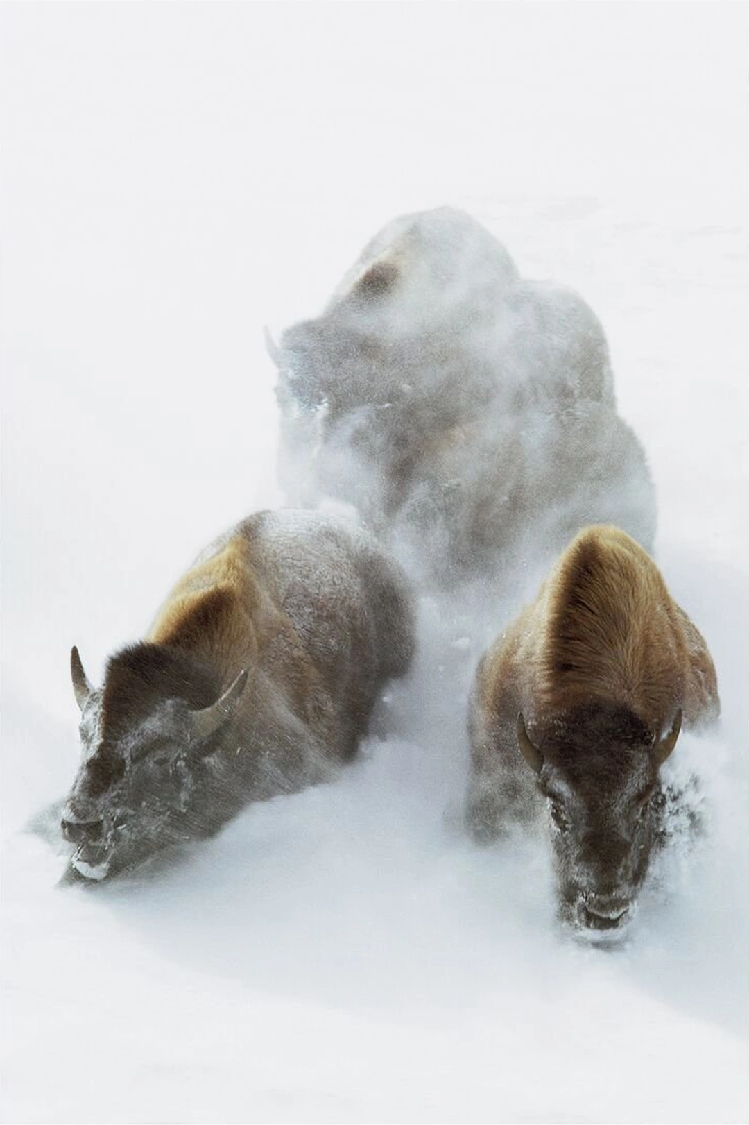 Three bison advance through blowing snow, with two brown animals in front and a snow-covered animal behind them. William Albert Allard, “Buffalo in Snow”