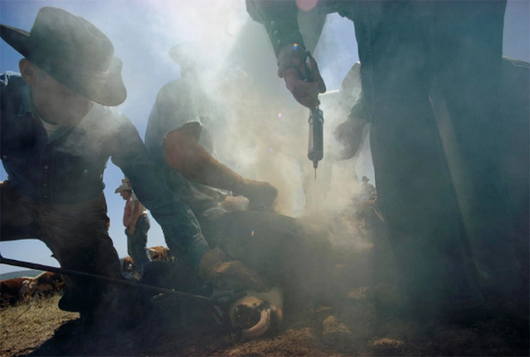 Cowboys wearing hats restrain a calf near the ground while smoke rises around them and a standing figure holds a tool. William Albert Allard, “Calf Branding”