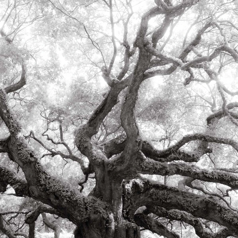 Detail of the twisting branches of the Angel Oak in black and white.