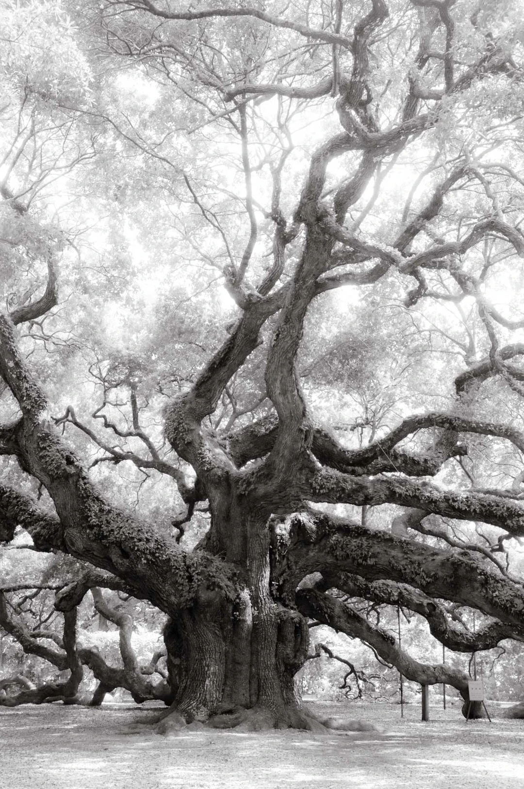 Black-and-white photograph of the sprawling branches of the Angel Oak, a centuries-old live oak. Kent Krugh, Angel Oak No. 12.