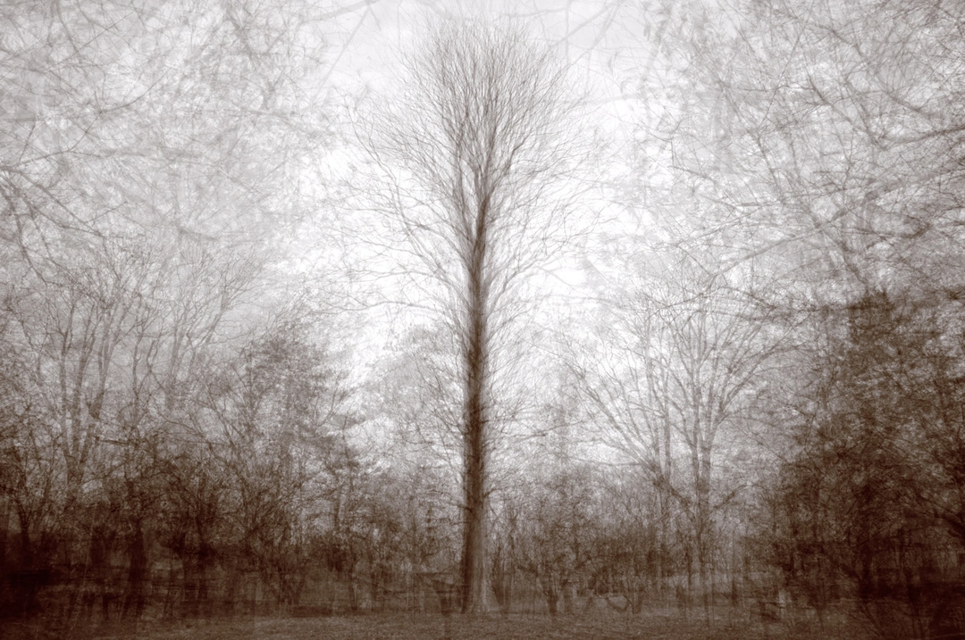 Kent Krugh, Eden Park White Oak No. 1