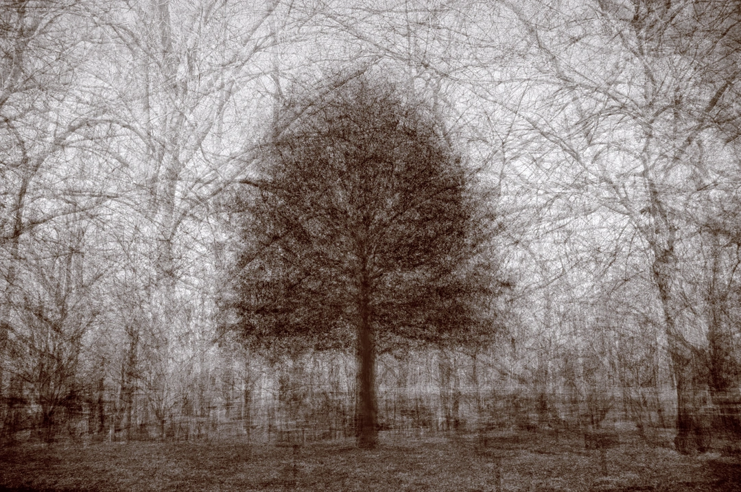 Kent Krugh, Eden Park White Oak No. 2