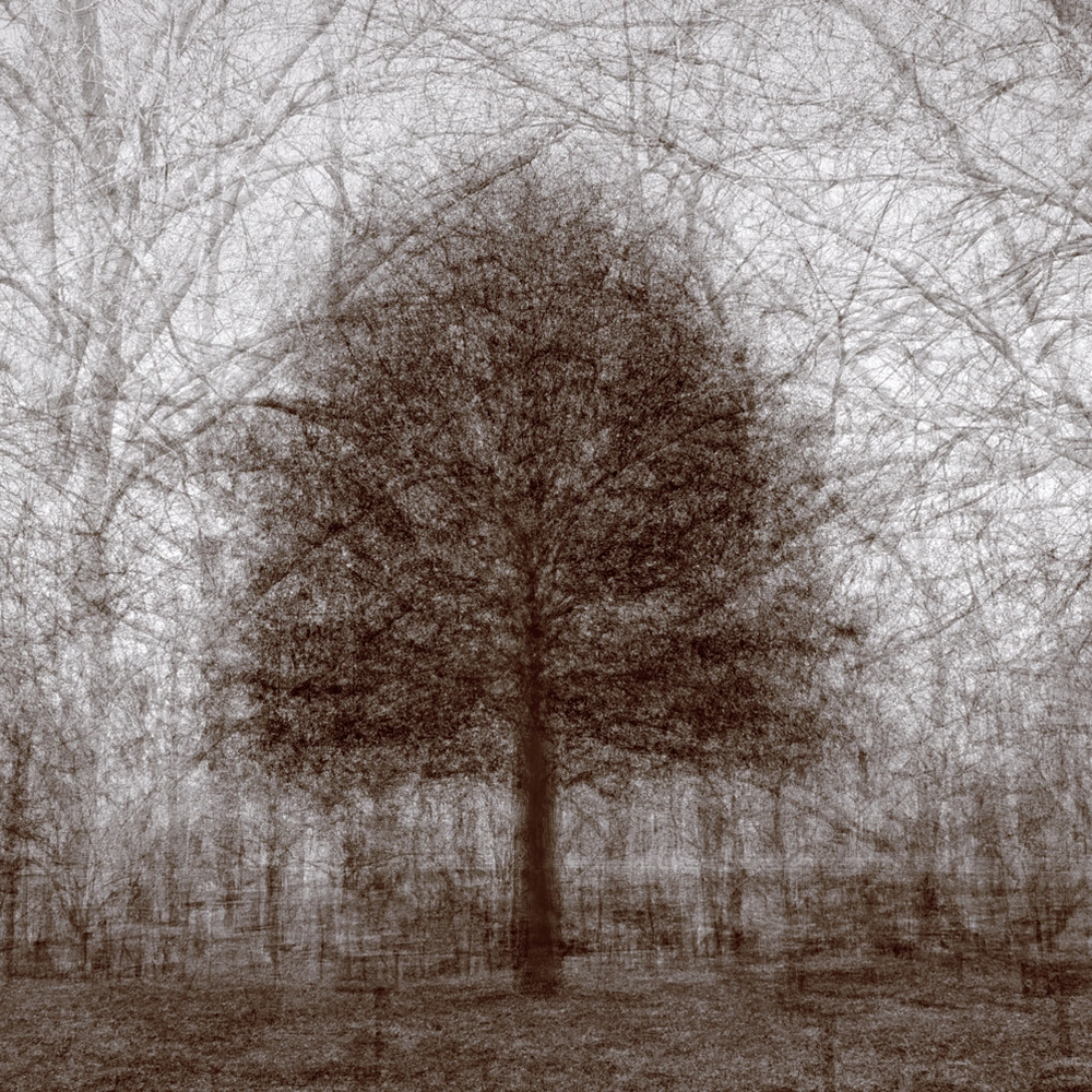 Detail of Kent Krugh, Eden Park White Oak No. 2